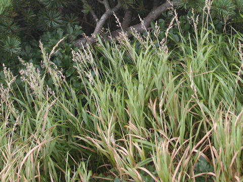 Calamagrostis sachalinensis