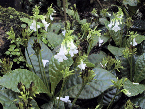 Tetranema roseum cv. Alba