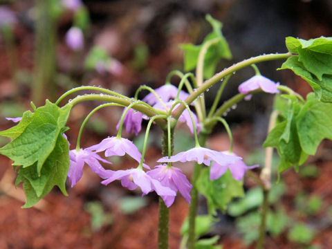 Ranzania japonica