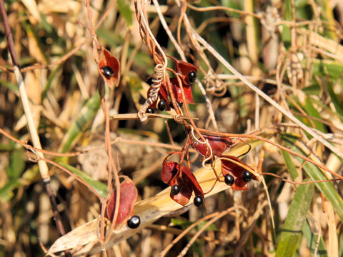 Rhynchosia acuminatifolia