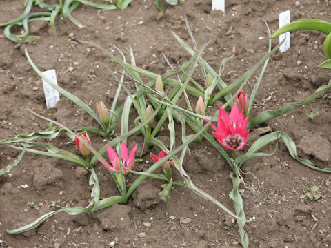 Tulipa pulchella cv. Little Beauty