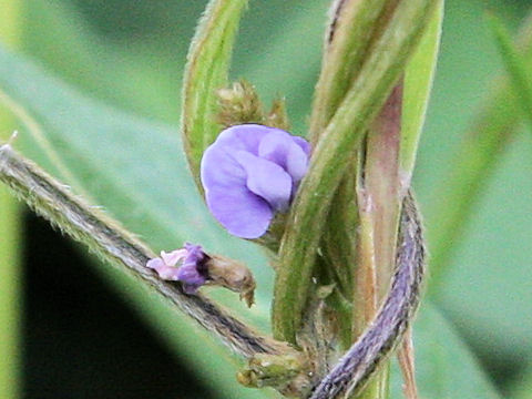 Glycine max ssp. soja