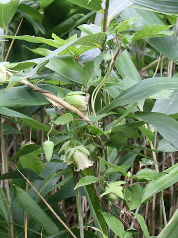 Codonopsis lanceolata