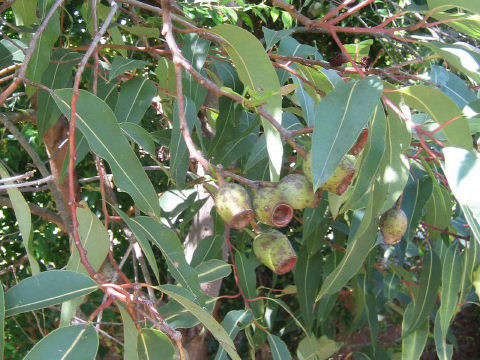 Eucalyptus planchoniana