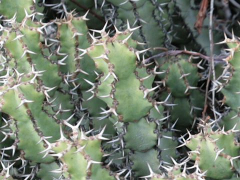 Euphorbia barnardii