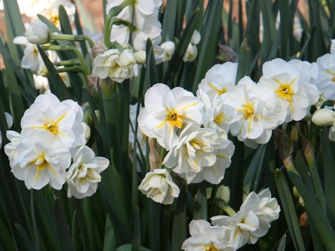 Narcissus cv. Winston Churchill