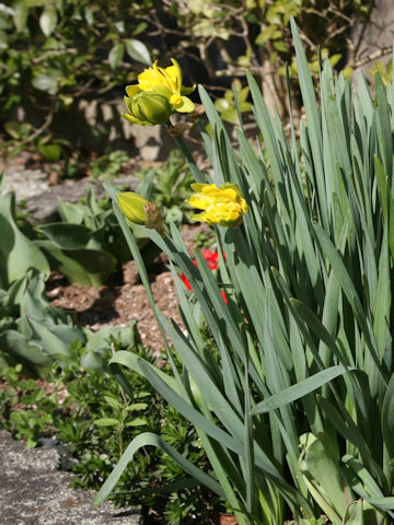 Narcissus cv. Van Sion