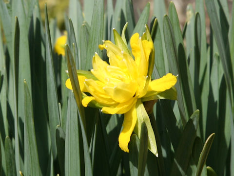 Narcissus cv. Van Sion