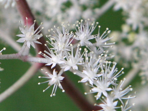 Rodgersia podophylla
