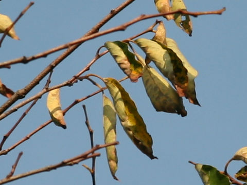 Berchemiella berchemiifolia