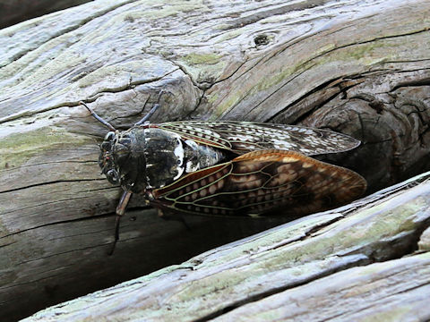 Graptopsaltria nigrofuscata