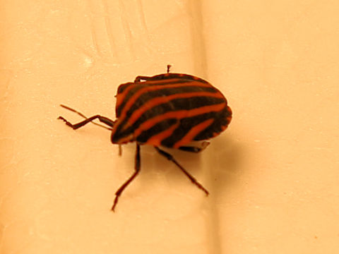 Graphosoma rubrolineatum