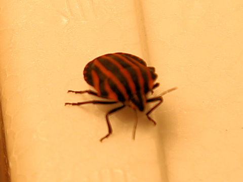 Graphosoma rubrolineatum