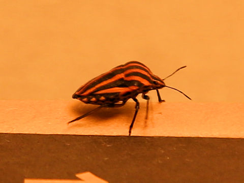Graphosoma rubrolineatum