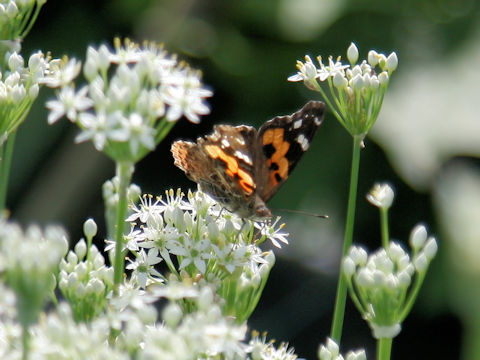 Vanessa indica