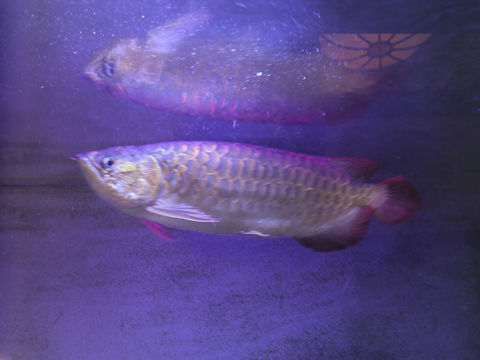 Scleropages formosus