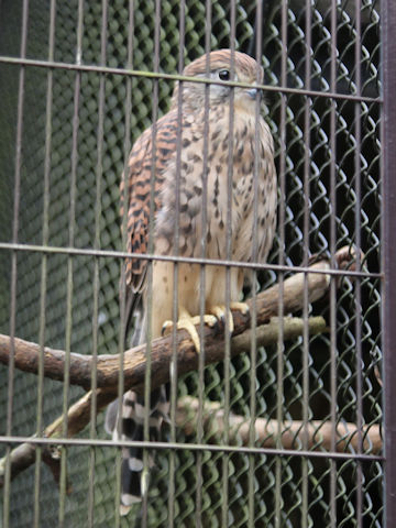 Falco tinnunculus