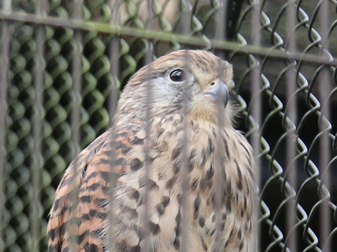 Falco tinnunculus
