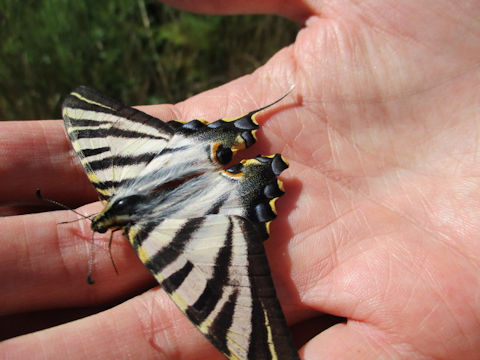 Iphiclides podalirius