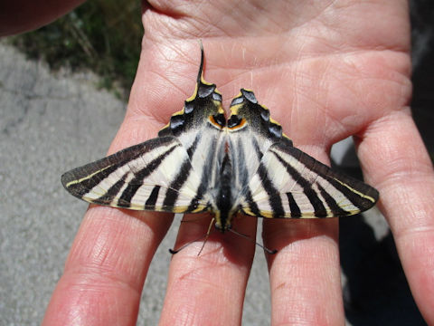 Iphiclides podalirius