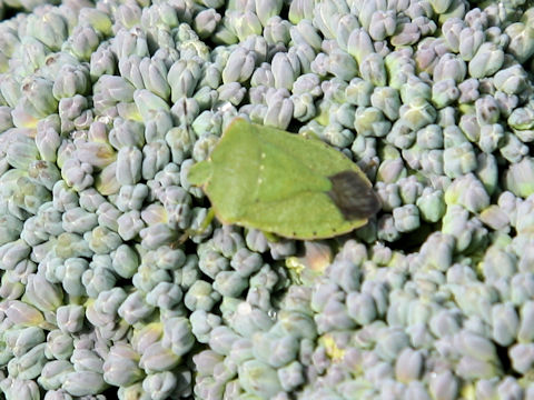 Palomena angulosa
