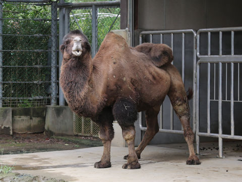 Camelus bactrianus