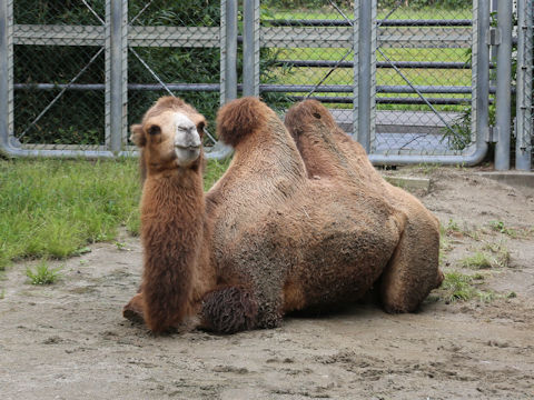 Camelus bactrianus