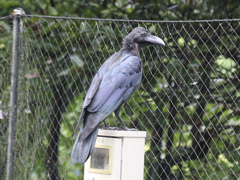 Corvus macrorhynchos japonensis