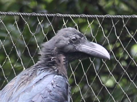 Corvus macrorhynchos japonensis
