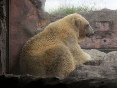 Ursus maritimus
