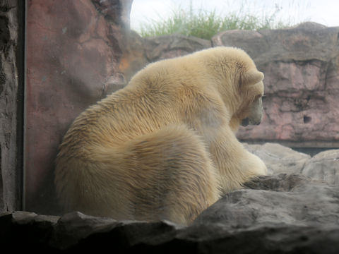 Ursus maritimus