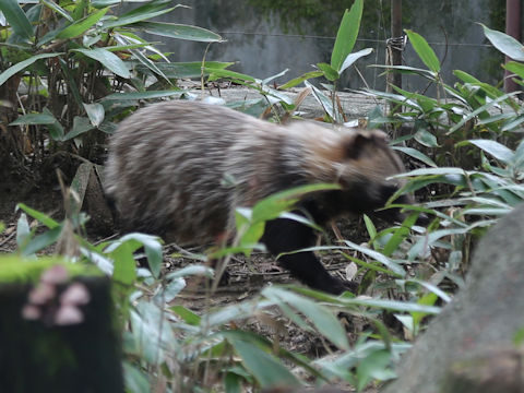 Nyctereutes viverrinus viverrinus