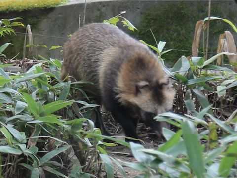 Nyctereutes viverrinus viverrinus