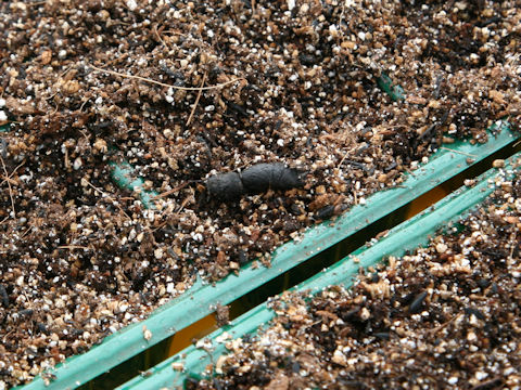 Nyctereutes viverrinus viverrinus