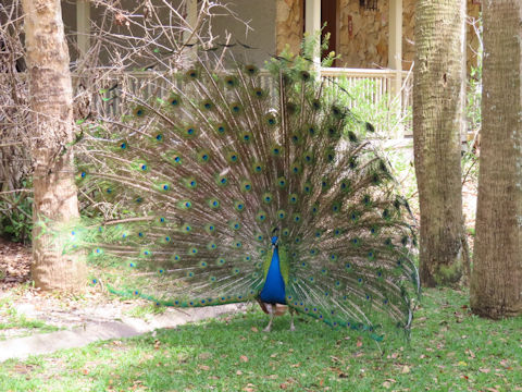Pavo cristatus