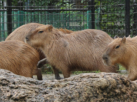 Hydrochoerus hydrochaeris