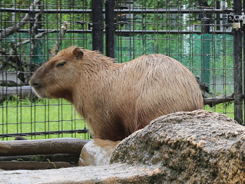 Hydrochoerus hydrochaeris