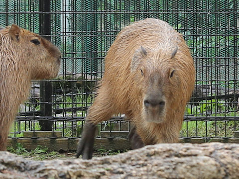 Hydrochoerus hydrochaeris