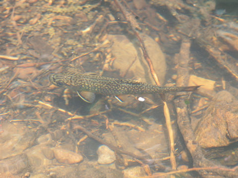 Salvelinus fontinalis