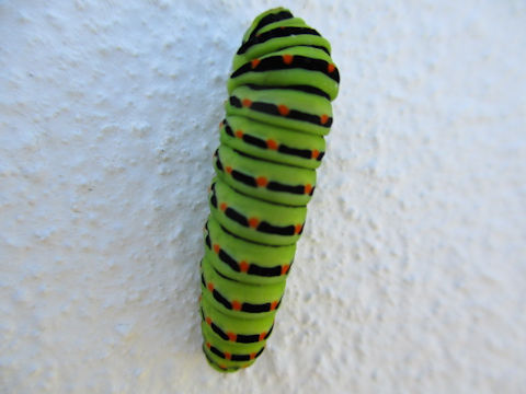 Papilio machaon hippocrates