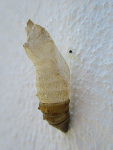 Papilio machaon hippocrates