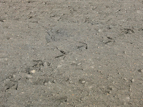 Phasianus versicolor