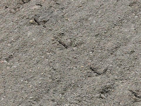 Phasianus versicolor