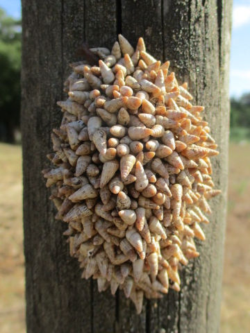 Door snails