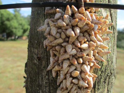 Door snails