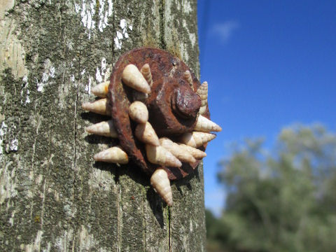 Door snails