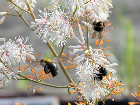 Xylocopa appendiculuta circumvolans