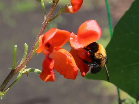 Xylocopa appendiculuta circumvolans