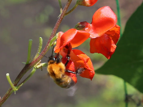 Xylocopa appendiculuta circumvolans