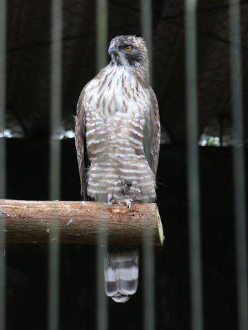 Nisaetus nipalensis
